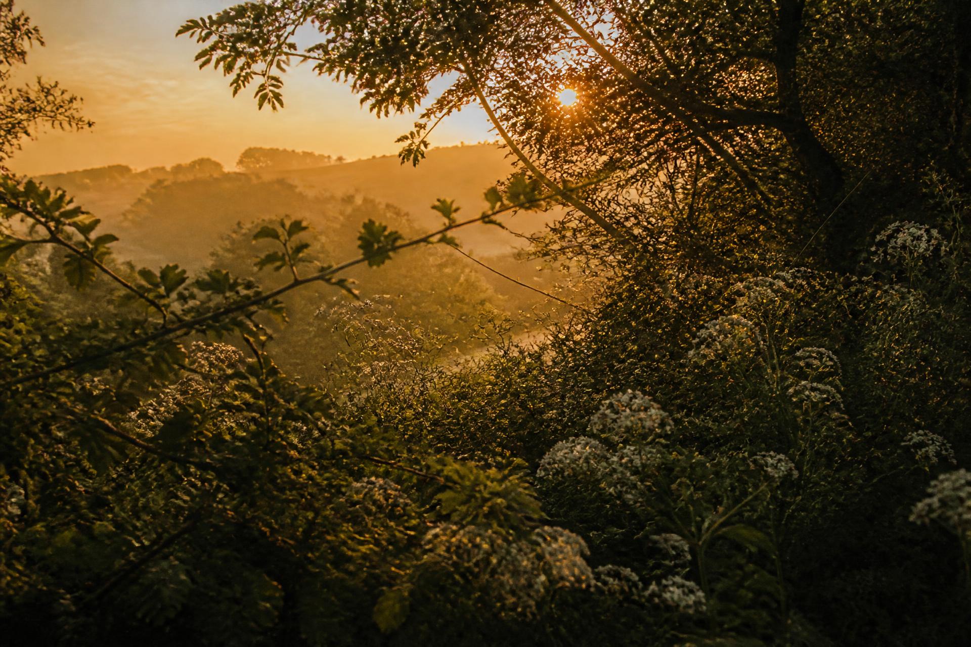 Golden-hour light through a tangled hawthorn and elderflower hedgerow above misty fields